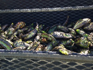 Roasted Green Chilies at an outdoor vendor - Colorado Springs, CO